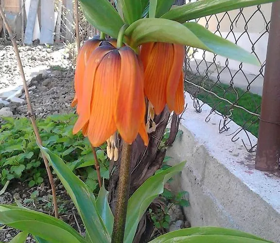 House Nativa 3* Ohrid